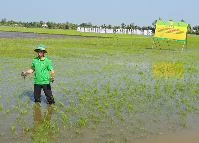 thuc hien canh tac lua thong minh phat thai thap gan voi tang truong xanh