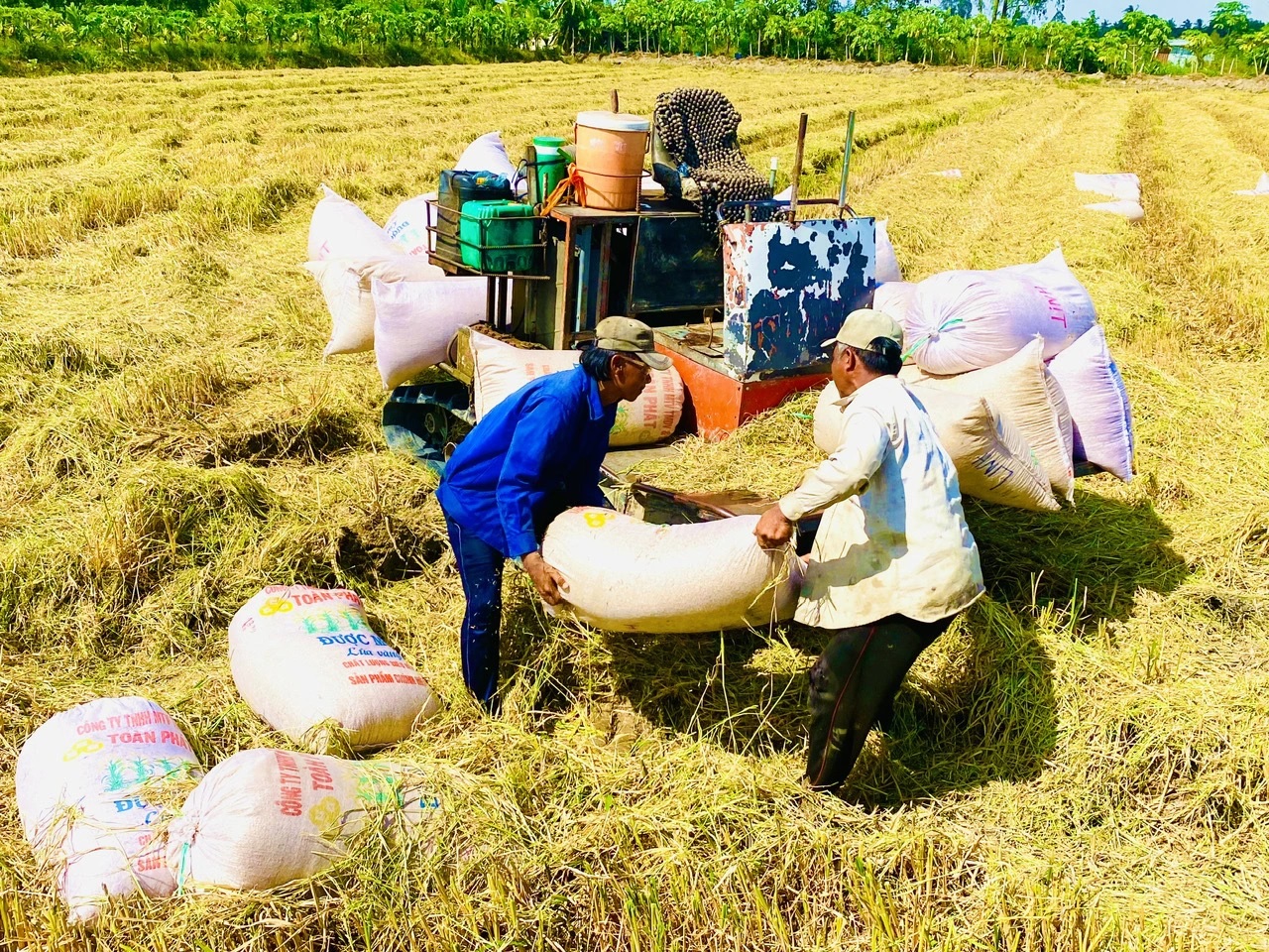 gan thuong lai vao chuoi gia tri lua gao