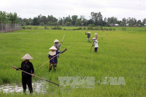 Nông dân tỉnh Kiên Giang chăm sóc lúa hè thu 2017