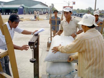 thu mua gạo