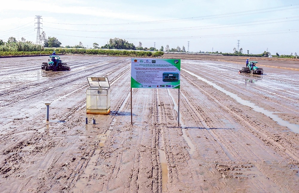 gieo mua xanh thu hat gao lanh 1