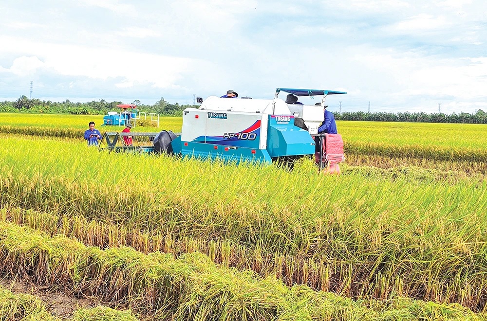 gieo mua xanh thu hat gao lanh 2