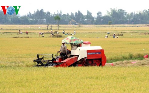 Máy gặt đập góp phần giải phóng sức lao động trên đồng ruộng.