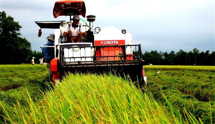 Giá lúa gạo sụt giảm bất thường ở ĐBSCL